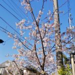 鎌倉散歩 2020年2月24日　桜