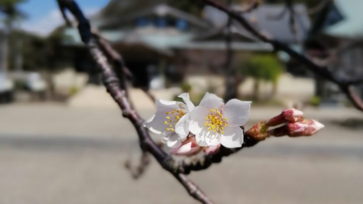 鎌倉散歩　2020年３月18日　桜