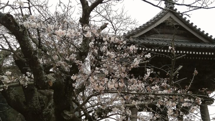 鎌倉散歩　2020年３月27日　桜