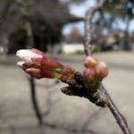 鎌倉散歩　2020年３月15・16日　桜