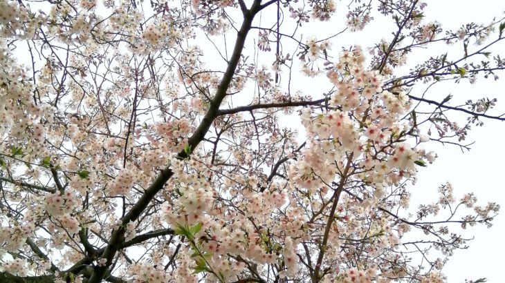 鎌倉散歩　鎌倉まつり中止　桜満開　2020年４月１日