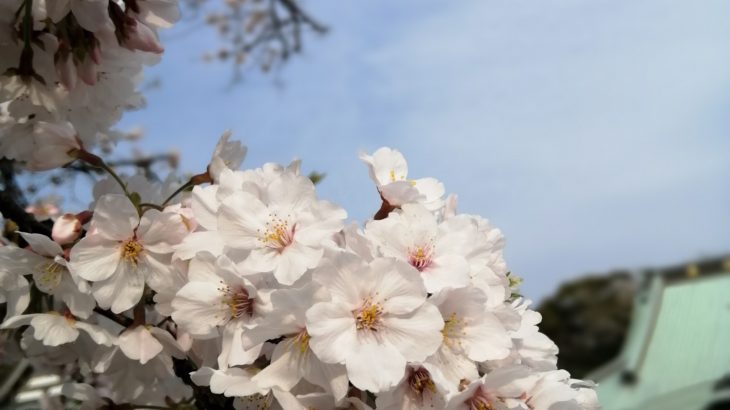 鎌倉散歩　桜満開　わかめ　2020年４月３日